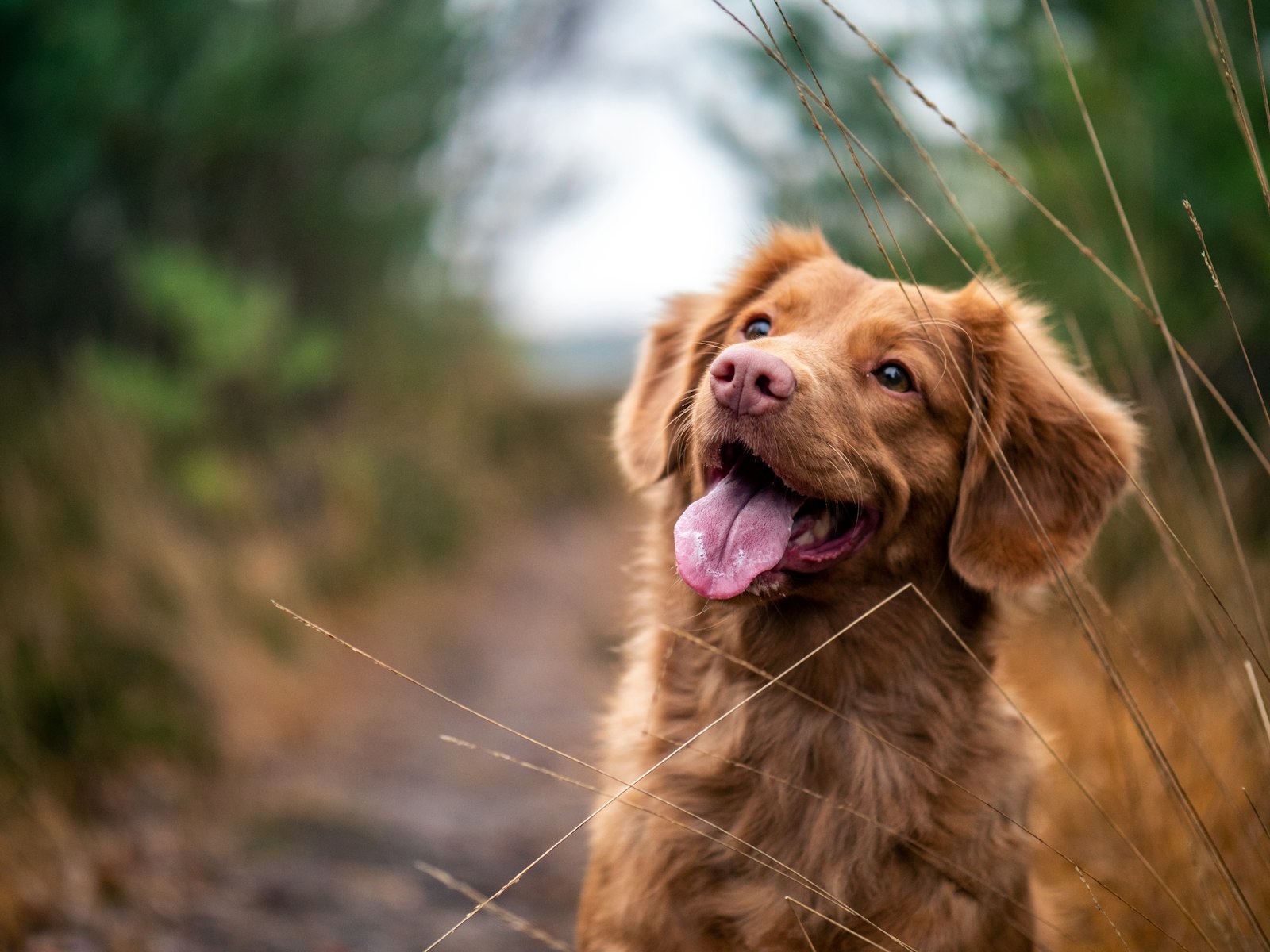 A happy dog looking up mid-walk
