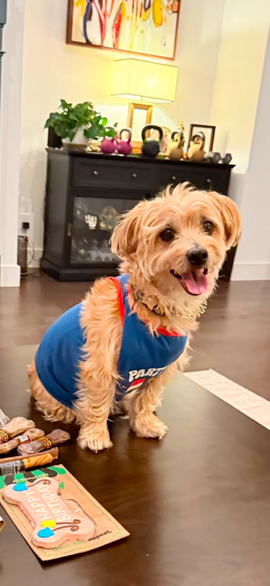 Theo the dog, sitting proudly at his birthday party