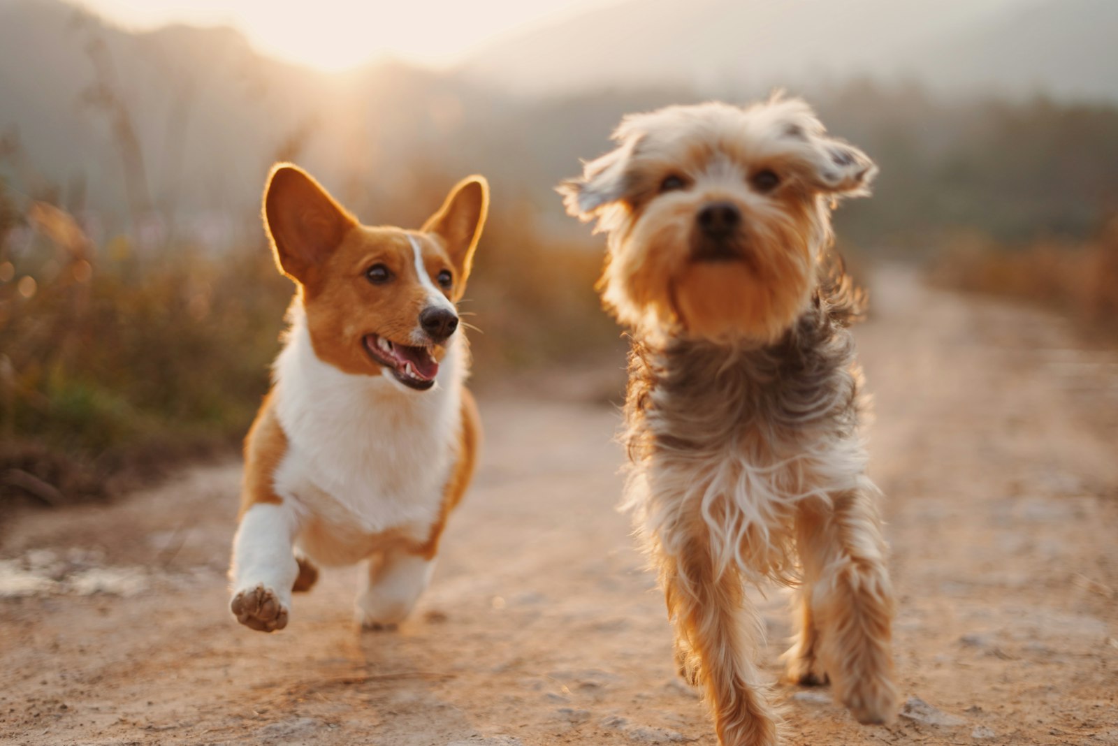 Two dogs on a walk in golden evening light